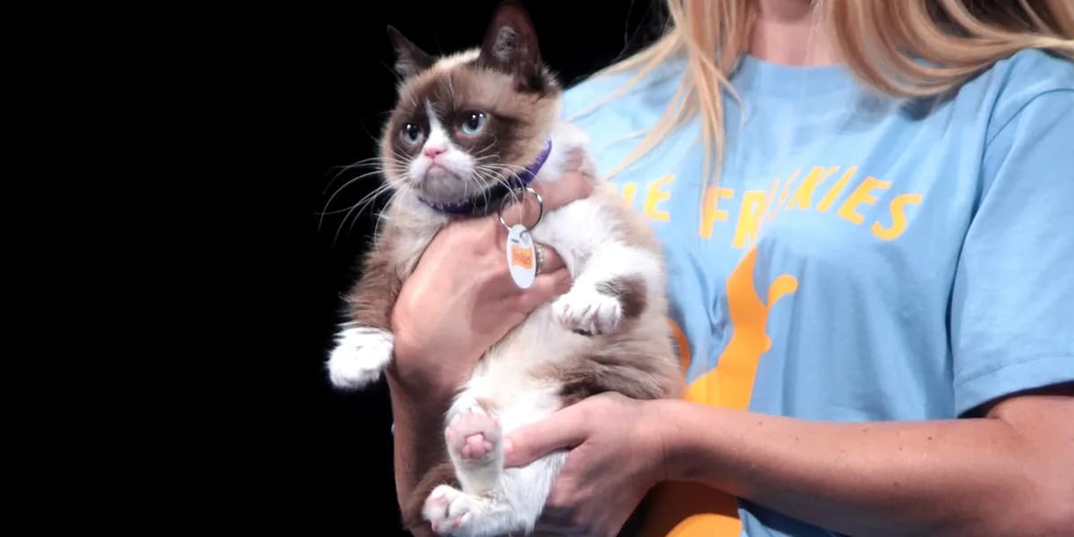 Grumpy Cat asli (Tardar Sauce) di VidCon 2014. Wajah cemberutnya yang jadi bahan meme kucing paling terkenal di internet.