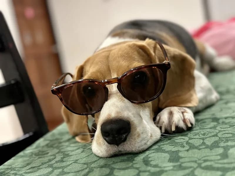 Anjing beagle bernama Coco rebahan memakai kacamata hitam