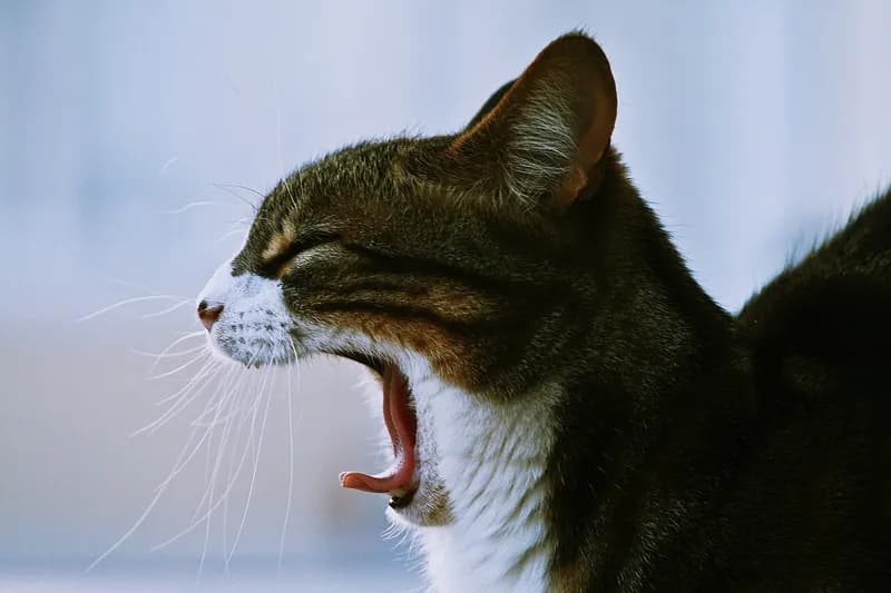 Kucing tabby hitam putih menguap lebar sampai lidahnya menjulur, difoto dari samping