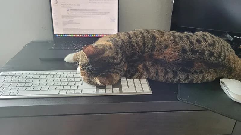Kucing tabby tidur menindih keyboard komputer di meja kerja