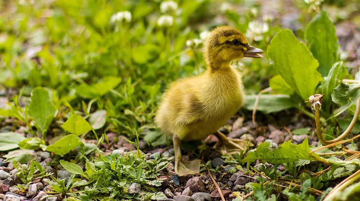 Gambar Bebek Lucu: Ide Pose, Cara Menggambar, dan Referensi Kartun