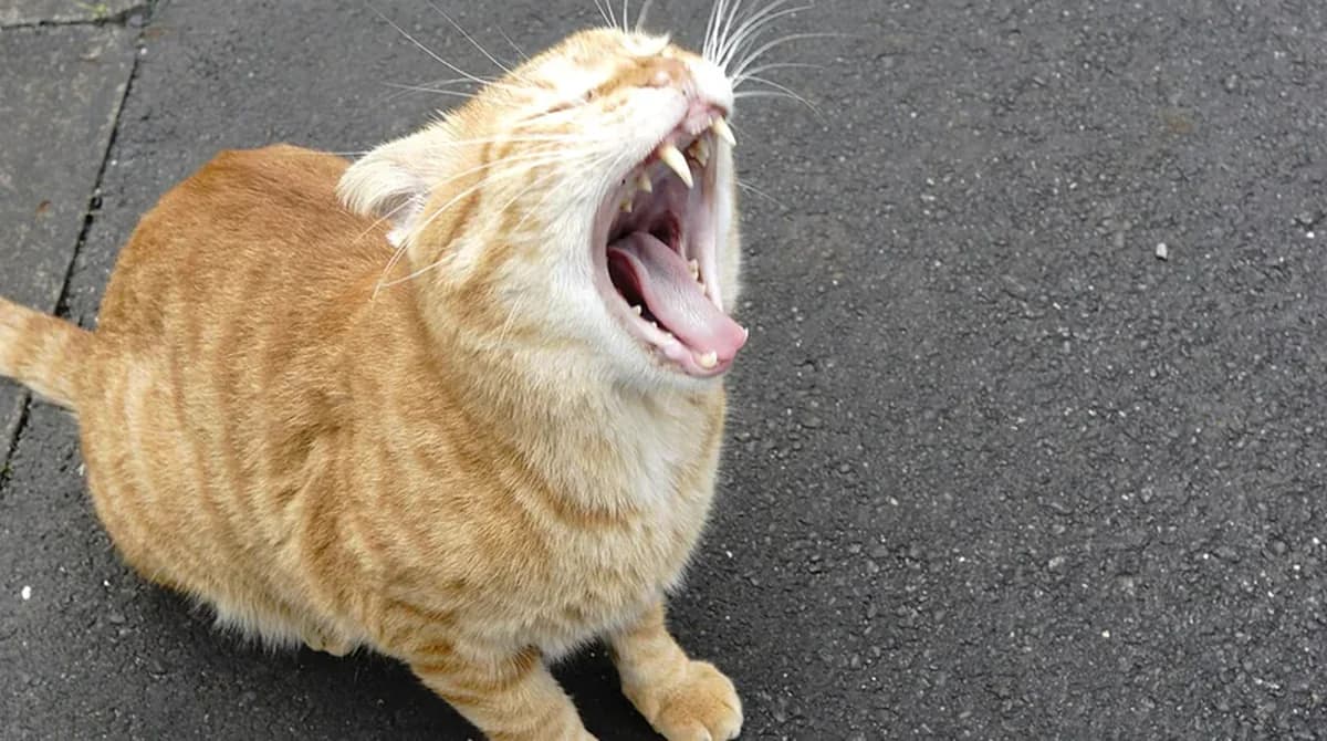 Meme Kucing Oren Lucu untuk Chat dan Status