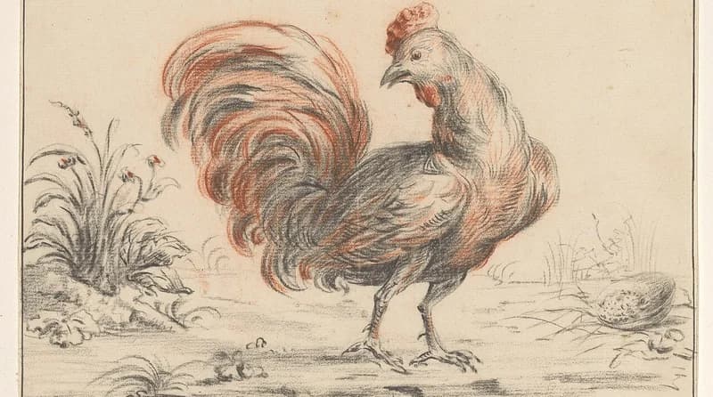 Sketsa Ayam: Panduan Lucu dan Praktis untuk Pemula