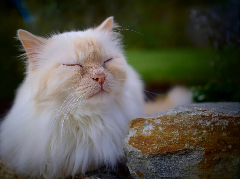 Foto kucing aesthetic berbulu putih krem memejamkan mata dengan latar bokeh hijau