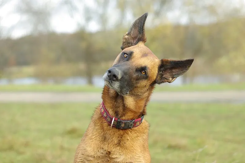 Foto lucu anjing malinois memiringkan kepala dengan satu telinga terlipat