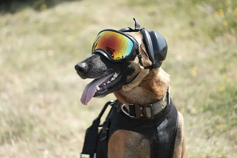 Foto lucu anjing malinois memakai kacamata goggle besar dengan lidah menjulur