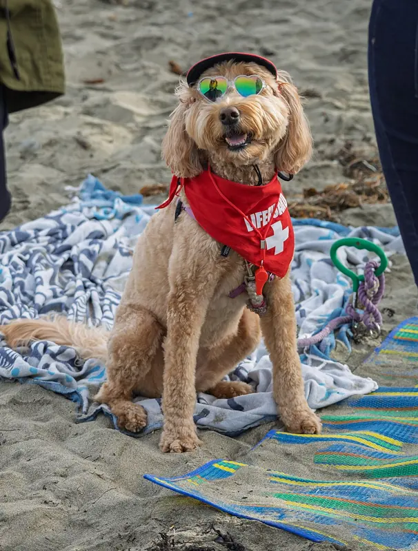 Foto lucu anjing berbulu keriting duduk di pantai memakai topi, kacamata, dan bandana merah