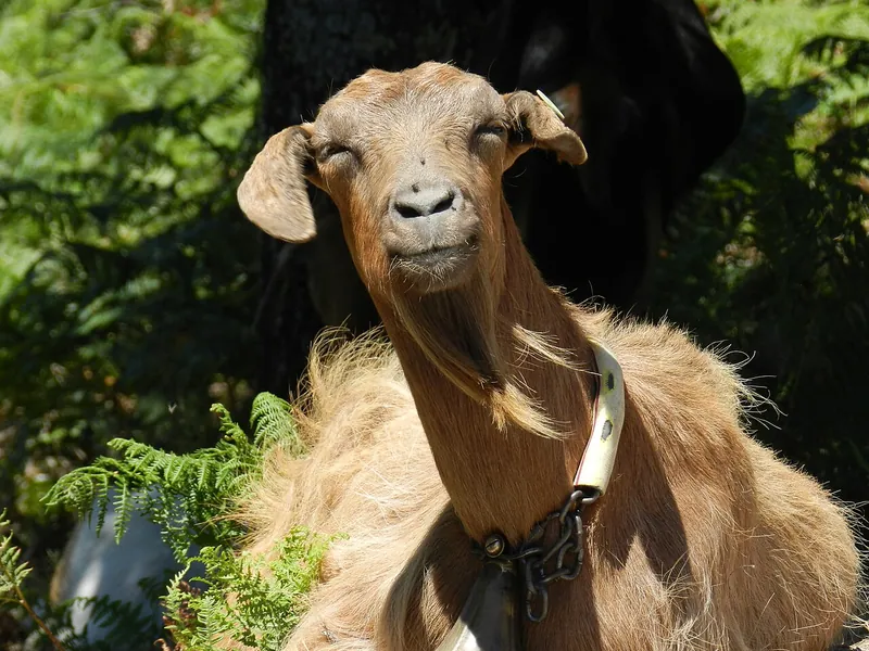 Foto lucu kambing cokelat tersenyum dengan mata terpejam di antara tanaman pakis