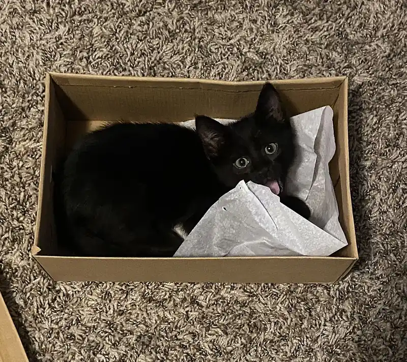 Foto lucu kucing hitam menjulurkan ujung lidah dari dalam kotak sepatu