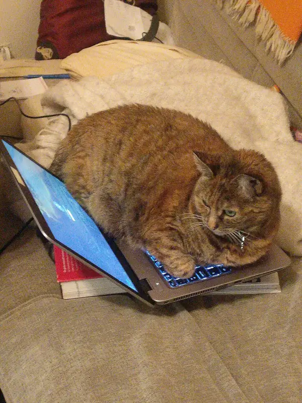 Foto lucu kucing oranye tidur menindih laptop yang masih menyala di sofa