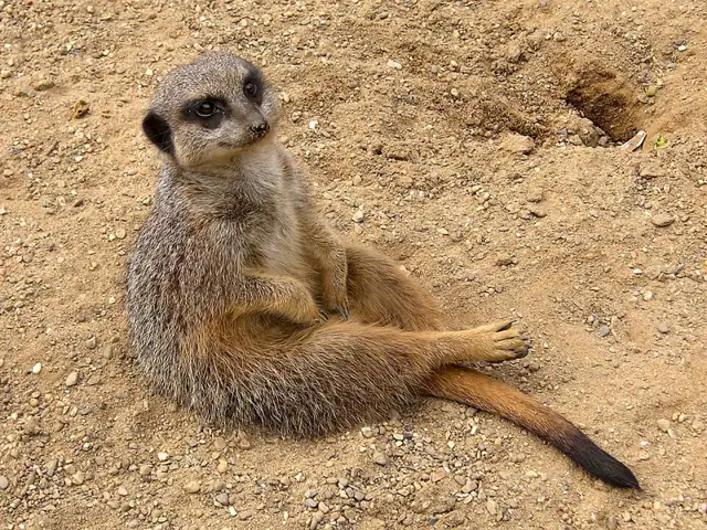 Foto lucu meerkat duduk selonjoran di tanah seperti manusia bersantai