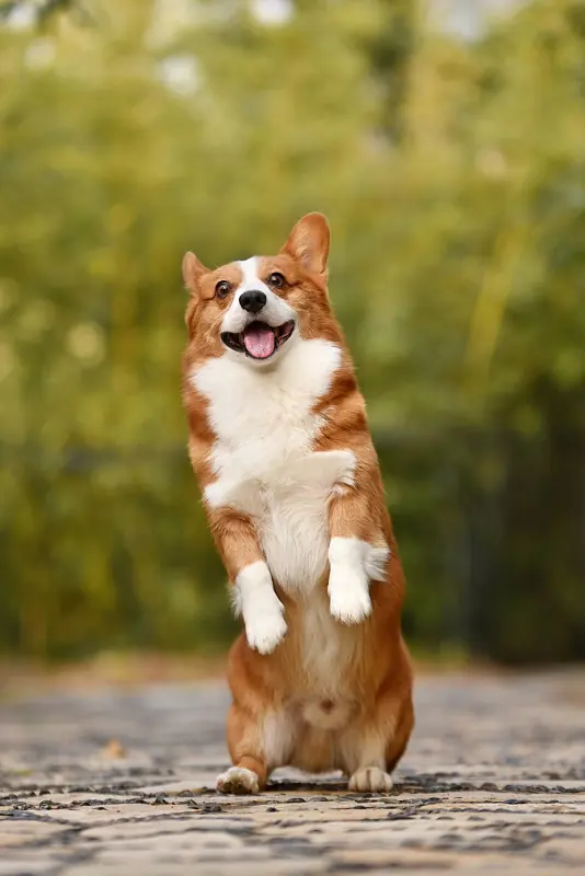 Foto lucu ngakak anak anjing corgi berdiri dengan dua kaki belakang sambil menjulurkan lidah