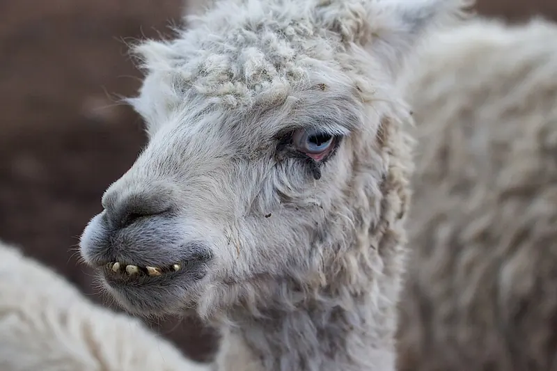 Foto lucu ngakak anak llama berbulu putih keriting nyengir memperlihatkan gigi