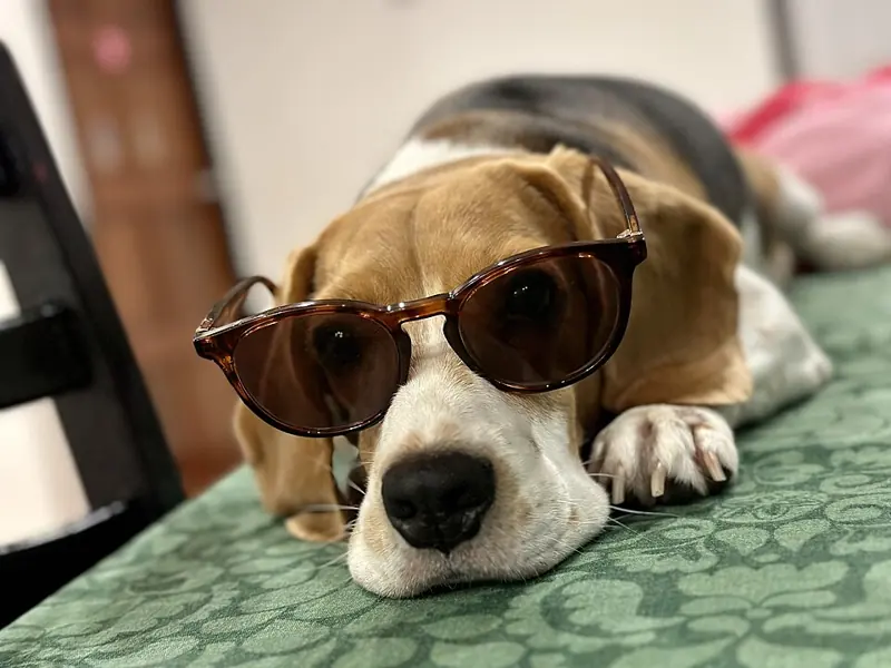 Foto lucu ngakak anjing beagle rebahan memakai kacamata hitam cokelat