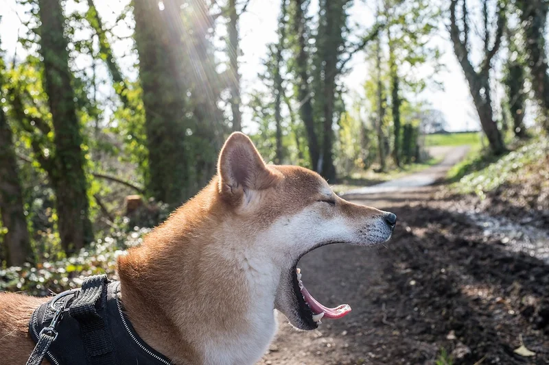 Foto lucu ngakak anjing menguap lebar dengan mata terpejam dan lidah terjulur di jalan setapak