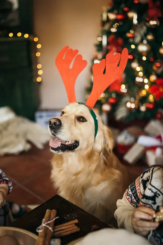 Foto lucu ngakak anjing golden retriever tersenyum memakai bando tanduk rusa di dekat pohon Natal