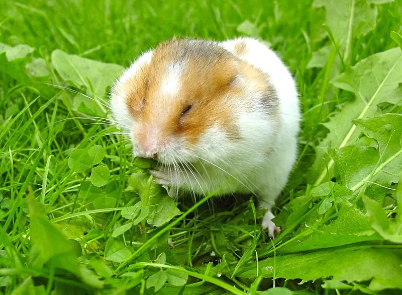 Foto lucu ngakak hamster Suriah menjejalkan daun dandelion ke kantong pipinya di rumput