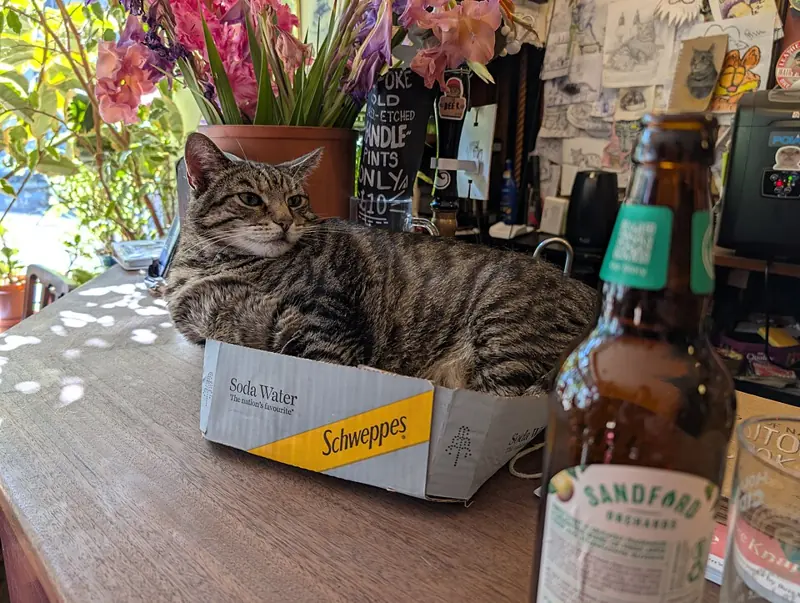 Foto lucu kucing tabby rebahan santai di dalam kardus soda yang kekecilan di atas meja