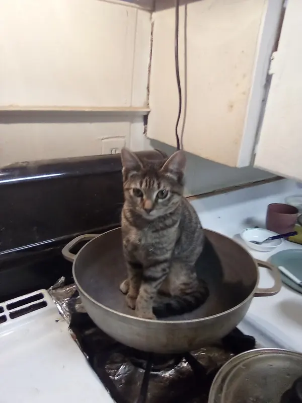 Foto lucu ngakak kucing belang duduk tegak di dalam wajan di atas kompor