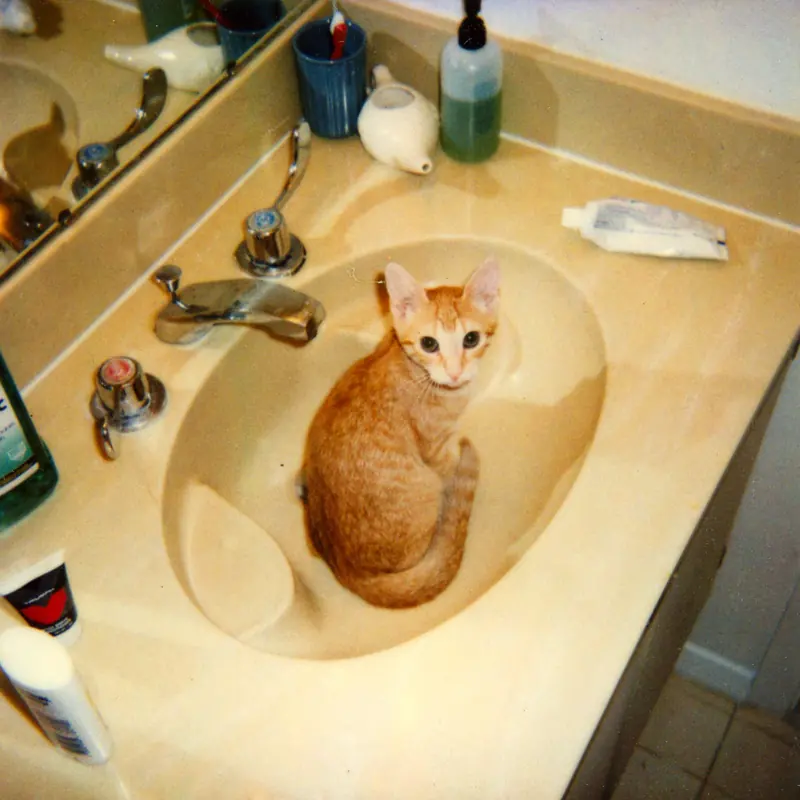 Foto lucu ngakak anak kucing oranye duduk tegak di dalam wastafel kamar mandi