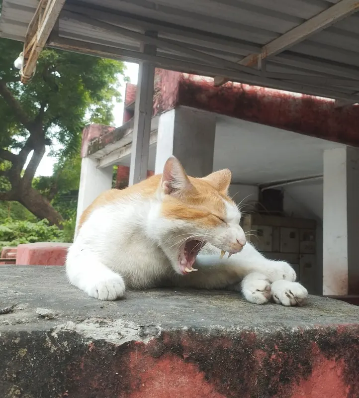 Foto lucu kucing oren putih menguap lebar sambil rebahan di atas tembok