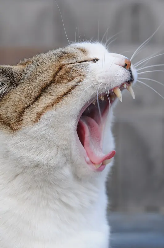 Foto close up kucing tabby menguap sampai terlihat semua gigi dan lidah