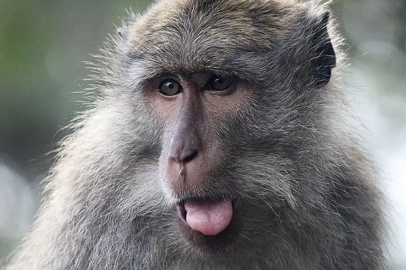 Foto lucu ngakak monyet ekor panjang menjulurkan lidah dengan tatapan datar