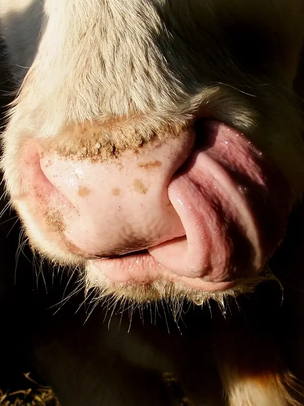 Foto lucu ngakak close up sapi menjulurkan lidah panjang menjilat lubang hidungnya sendiri