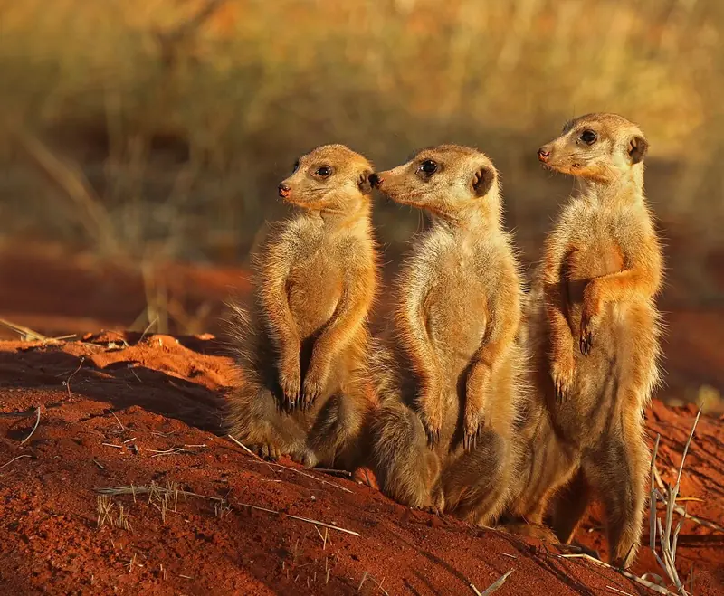 Foto lucu ngakak tiga meerkat berdiri tegak berjajar menatap ke arah yang sama