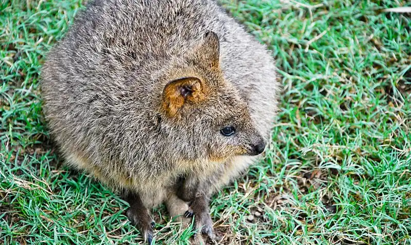 Foto lucu quokka berbulu cokelat di atas rumput dengan wajah seperti tersenyum