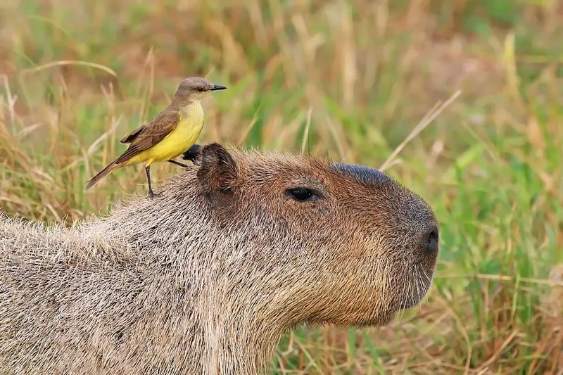 Foto ngakak burung kuning kecil hinggap di kepala kapibara di padang rumput