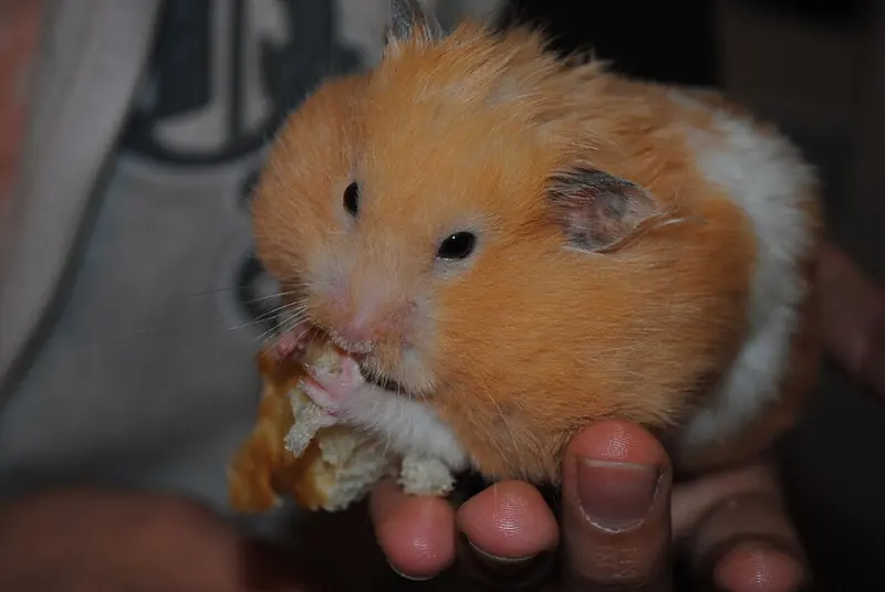 Foto ngakak hamster oranye putih dengan pipi gembul penuh makanan di genggaman tangan