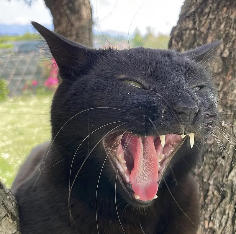 Foto ngakak kucing hitam menguap dengan mata terpejam di bawah pohon