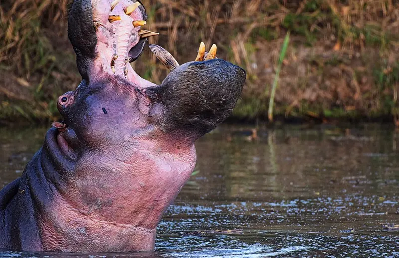 Foto ngakak kuda nil menguap sangat lebar di sungai memperlihatkan taring