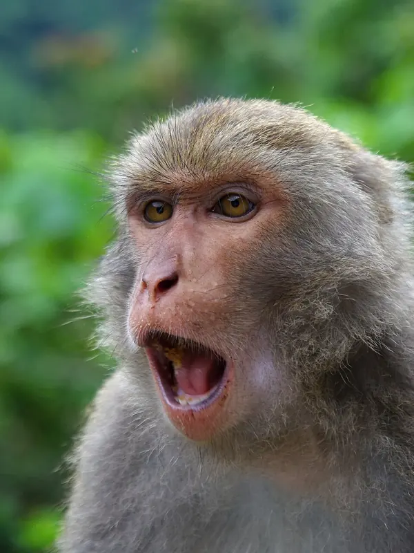 Foto ngakak monyet batu Formosa melongo kaget dengan mulut terbuka