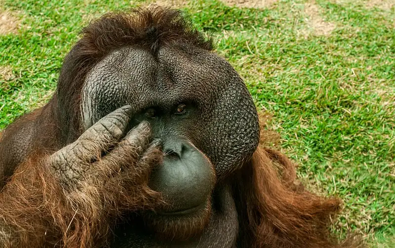 Foto ngakak orangutan jantan menutup sebagian wajah dengan tangan seperti facepalm