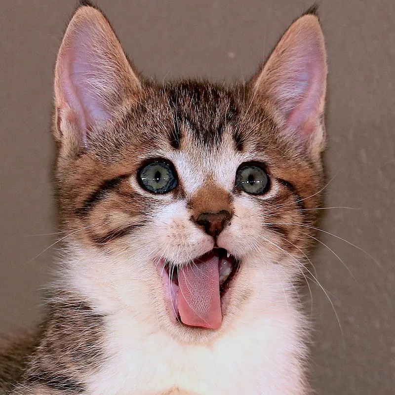 Close-up anak kucing mangap menjulurkan lidah