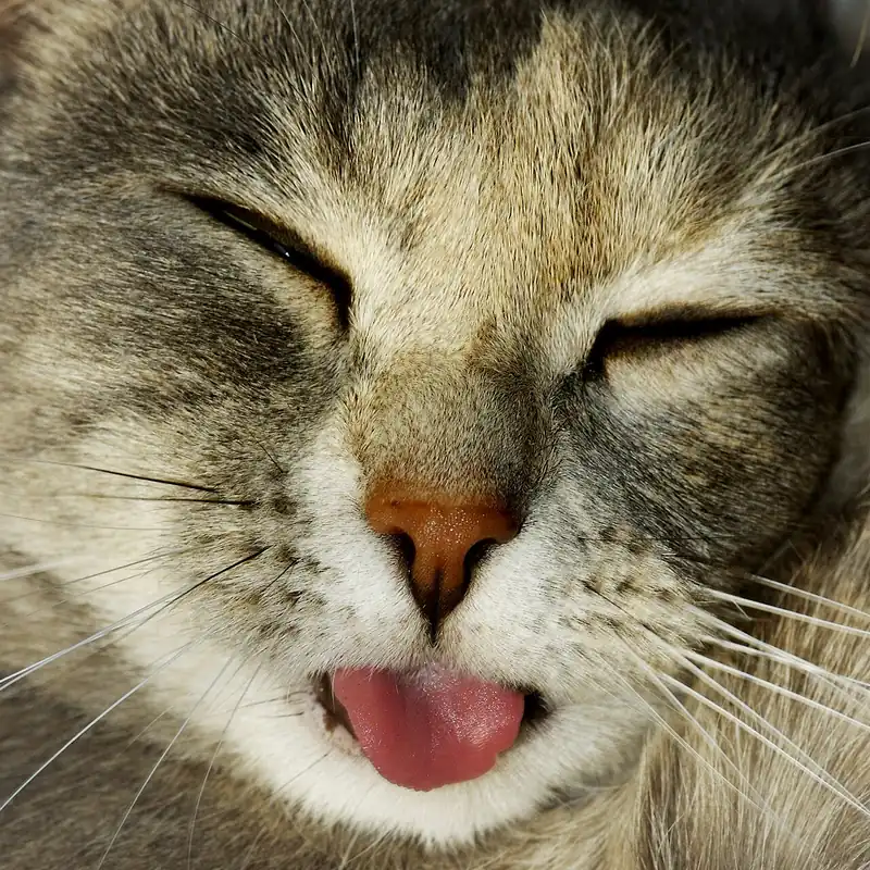 Close-up kucing tidur dengan ujung lidah menyembul