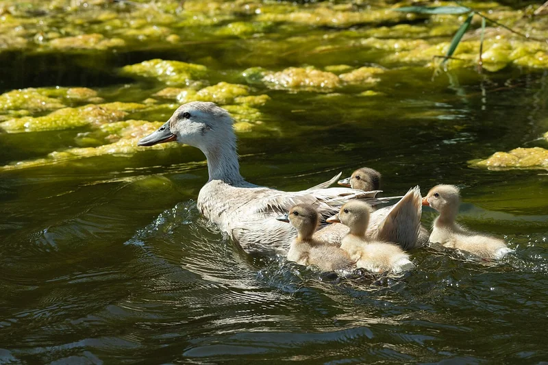Gambar bebek lucu: induk bebek berenang di kolam bersama lima anak bebek