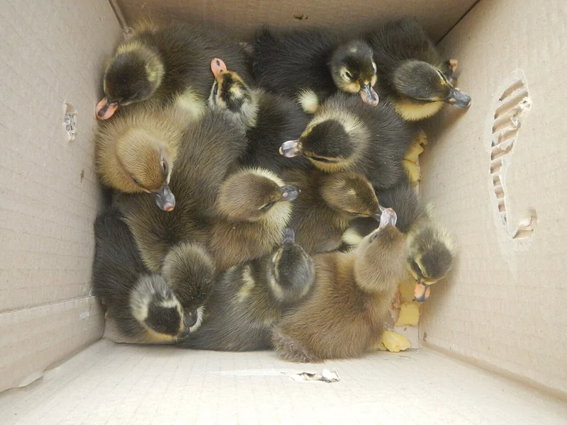 Gambar bebek lucu: belasan anak bebek berdesakan di dalam kardus dilihat dari atas