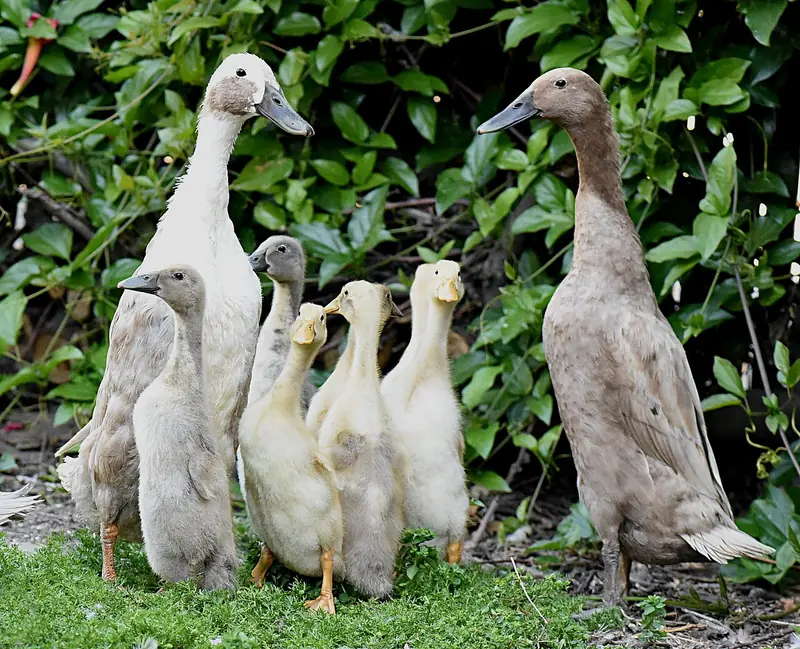 Gambar bebek lucu jenis bebek pelari dewasa berdiri tegak bersama anak-anaknya di rumput