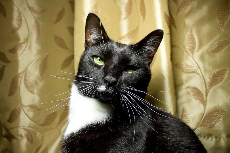 Gambar kucing hitam putih bercorak tuxedo dengan mata hijau menatap kamera