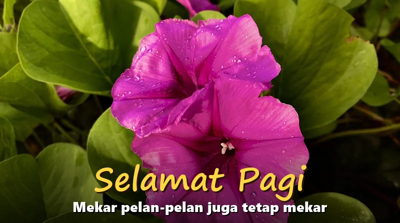 Gambar ucapan selamat pagi berupa bunga ungu berembun dengan tulisan Selamat Pagi, Mekar pelan-pelan juga tetap mekar