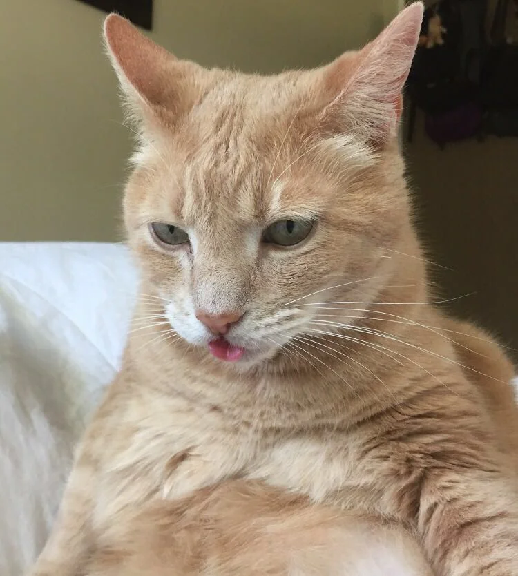 Meme kucing oren menjulurkan ujung lidah dengan tatapan malas