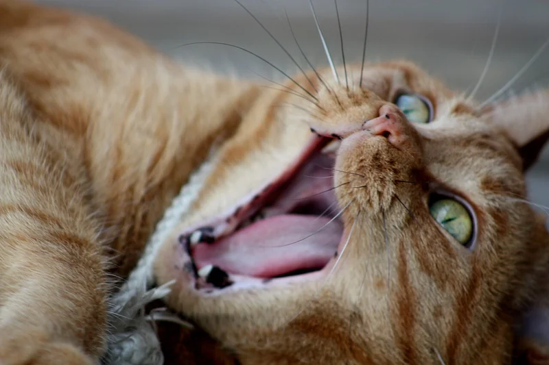 Meme kucing oren rebahan terbalik dengan mulut menganga dan mata melotot