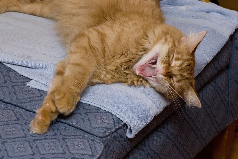 Meme kucing oren tidur telentang di atas handuk dengan mulut terbuka