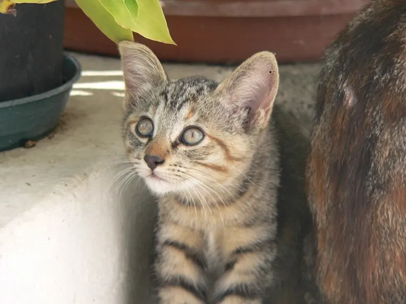 Anak kucing belang cokelat menatap kamera dengan wajah polos