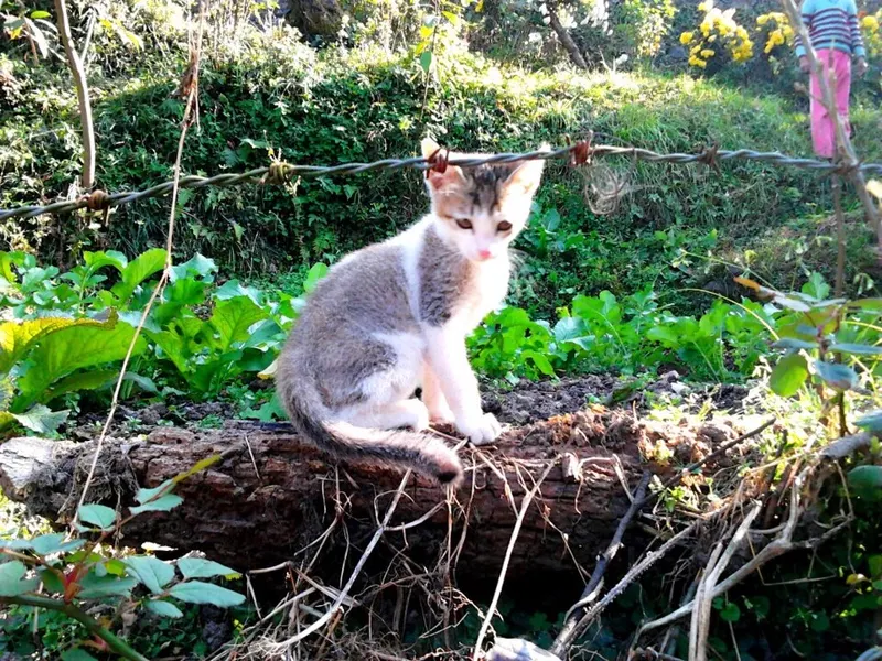 Anak kucing putih abu-abu berdiri di batang kayu di kebun