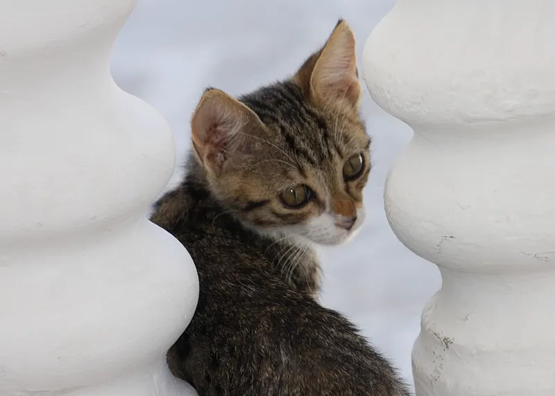 Anak kucing belang mengintip dari balik tiang putih