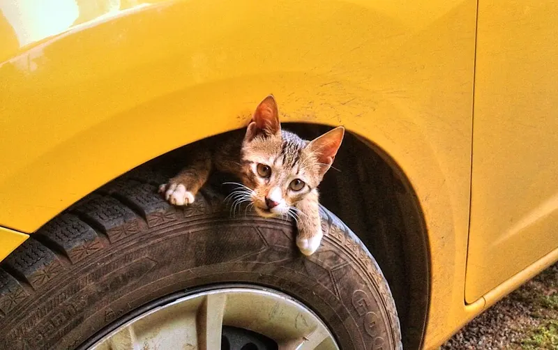 Anak kucing mengintip dari atas ban mobil kuning
